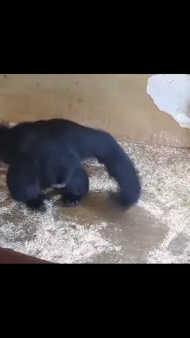 p adu pemadam tapi pemada ku siamang 👍#siamang #monyethitam #fyppppppppppppppppppppppp 
