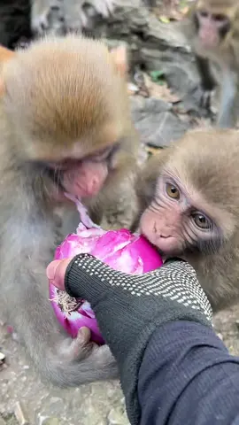 They will cry after eat union. #tiktokmonkey #monkey 