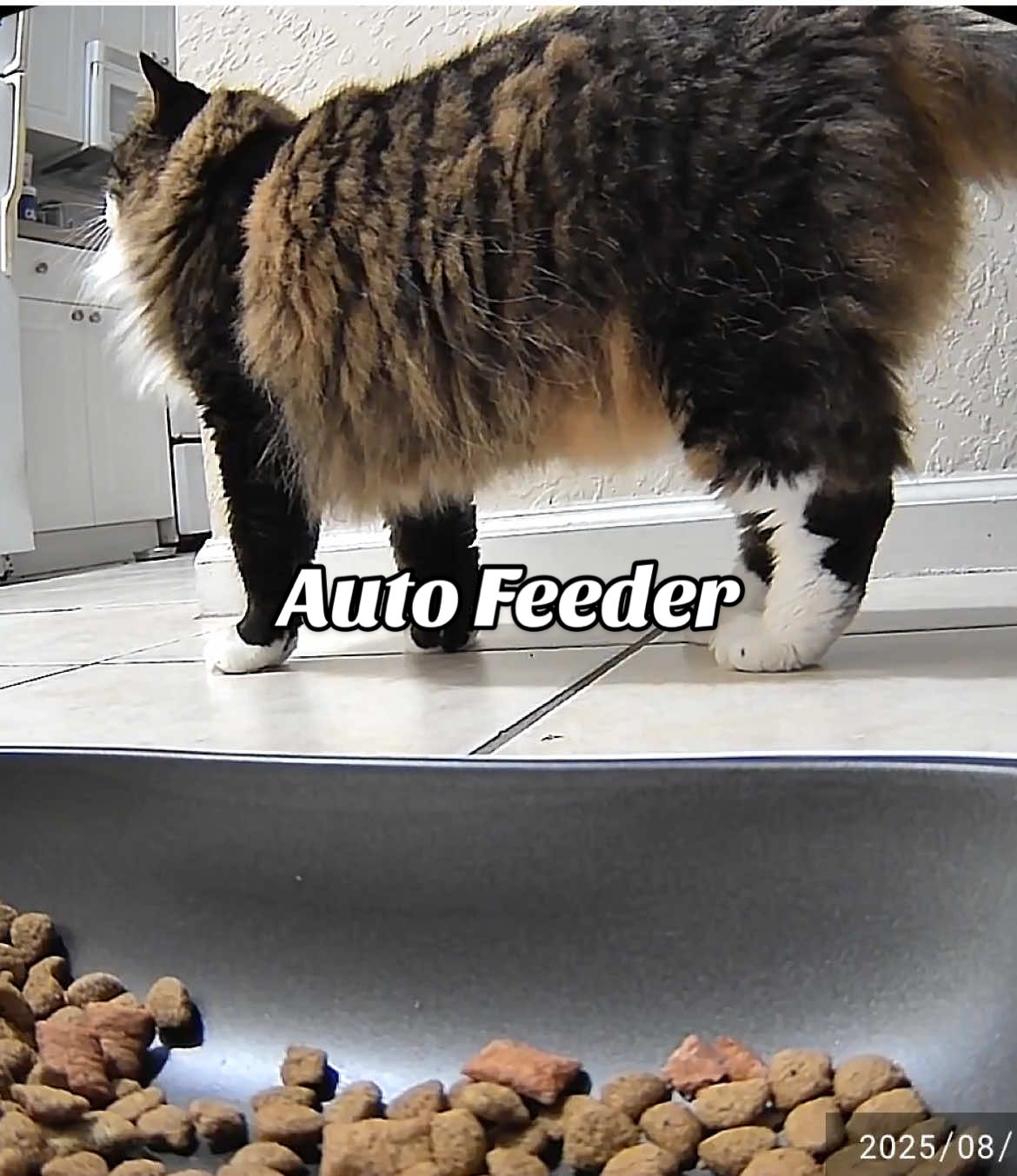 @PETKIT #petkit #autofeeder #cattok #catsoftiktok #tiktokshoplabordaysale 