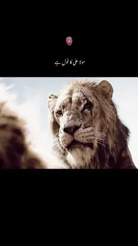 مولا علی کا قول ہے 🌪️🖤؛   #account #veiw #urdudab #fyp  @TikTok @#foryou 