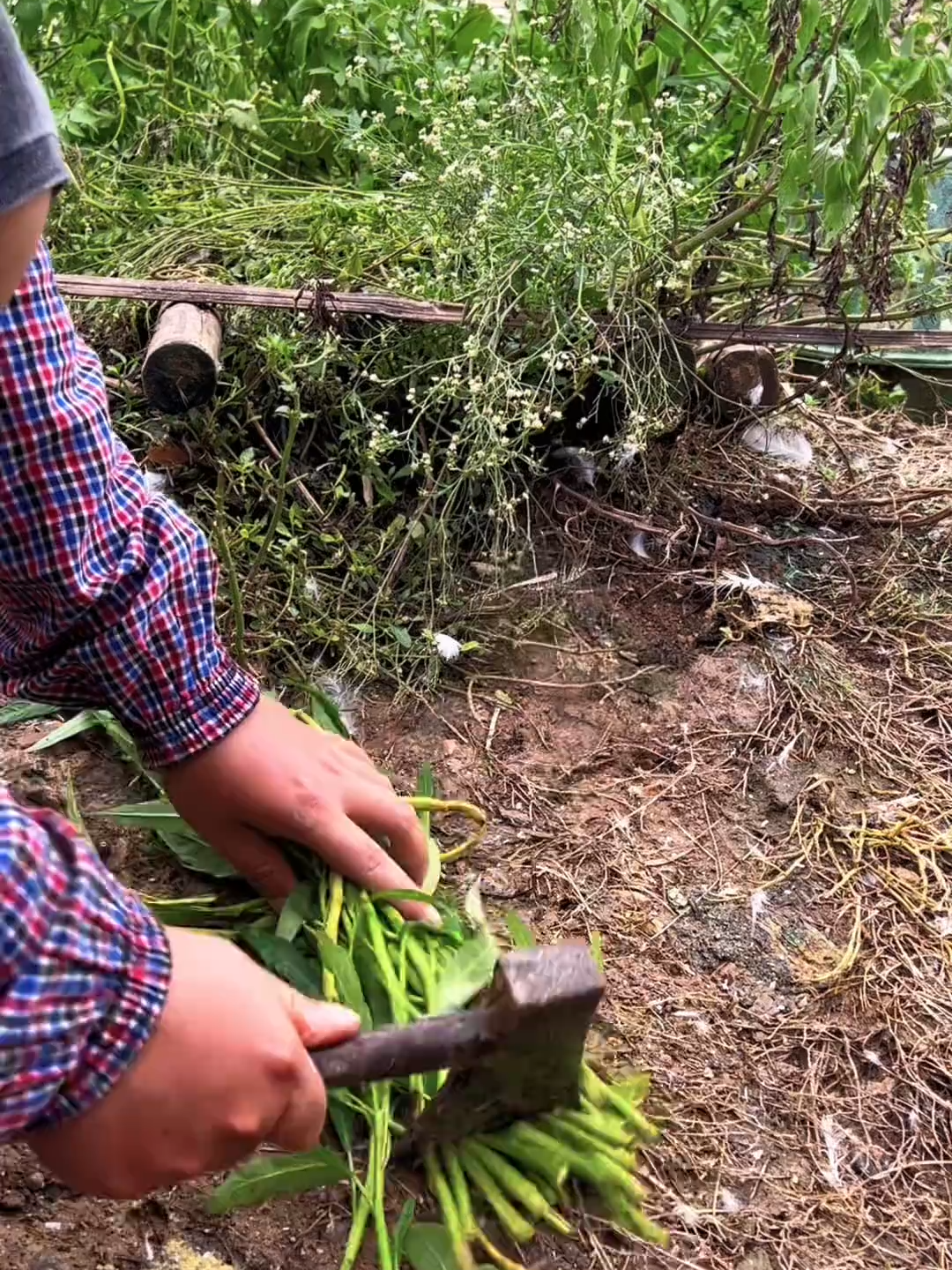 FarmlandCharmWatcher #NatureVibes #FarmLife #GreenPlanet #EcoFriendly #LifeOnLand #NatureLovers