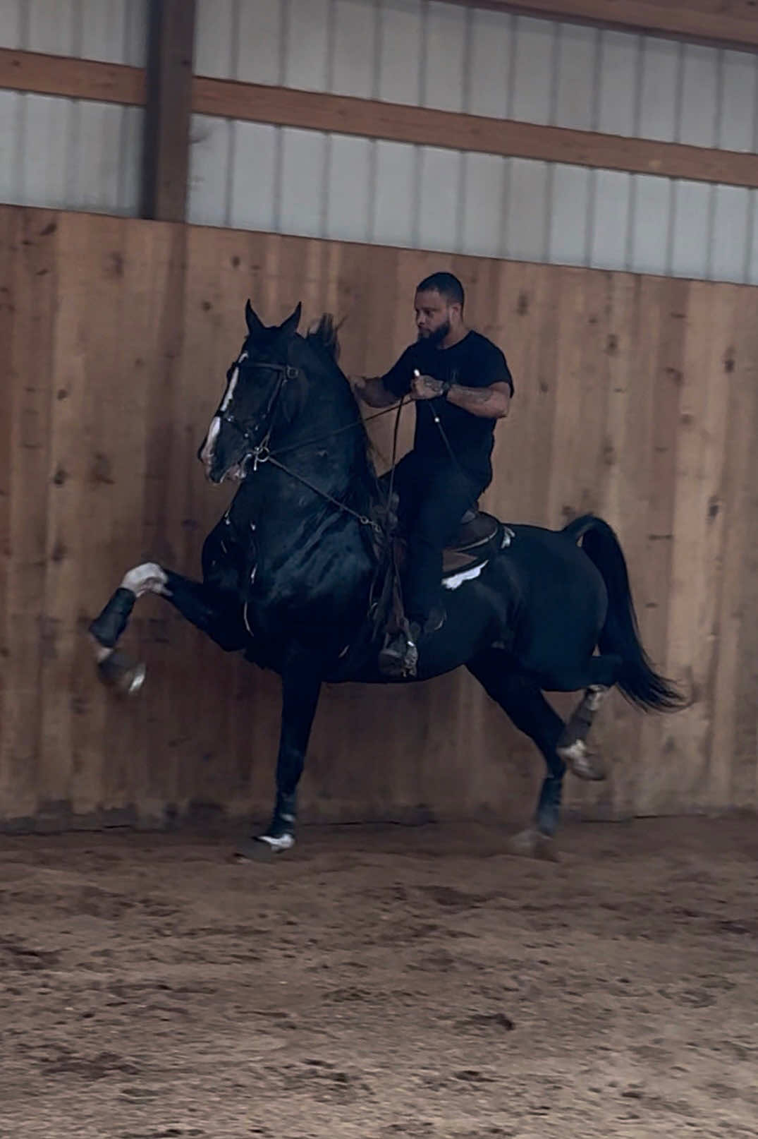Hubert doing what he does 🧨 #HarnessHorse #DutchHarnessHorse #Equine #Equestrian #Stud   