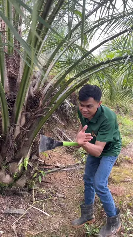 Dodos sawit kls palmking new