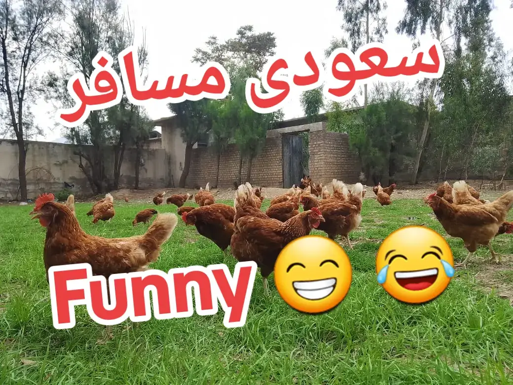 saudi musafar ....