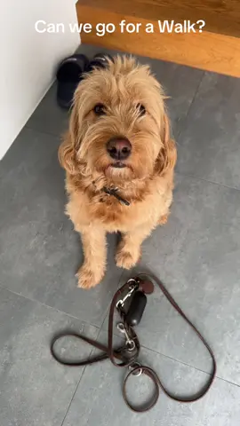 🐕🕺 #viral #dog 