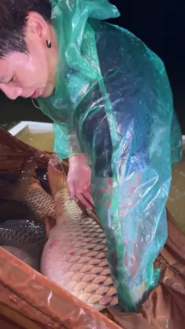 ĐỊNH NGHĨA VỀ Phi hổ
