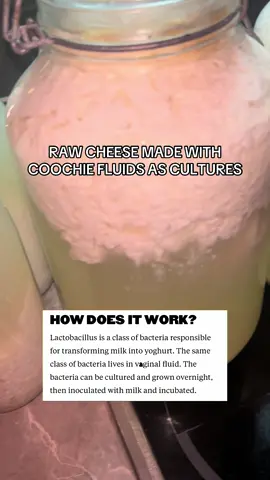 Real primal cheese, tutorial coming soon. #primal #rawmilk #fyp #cheese #testosterone 