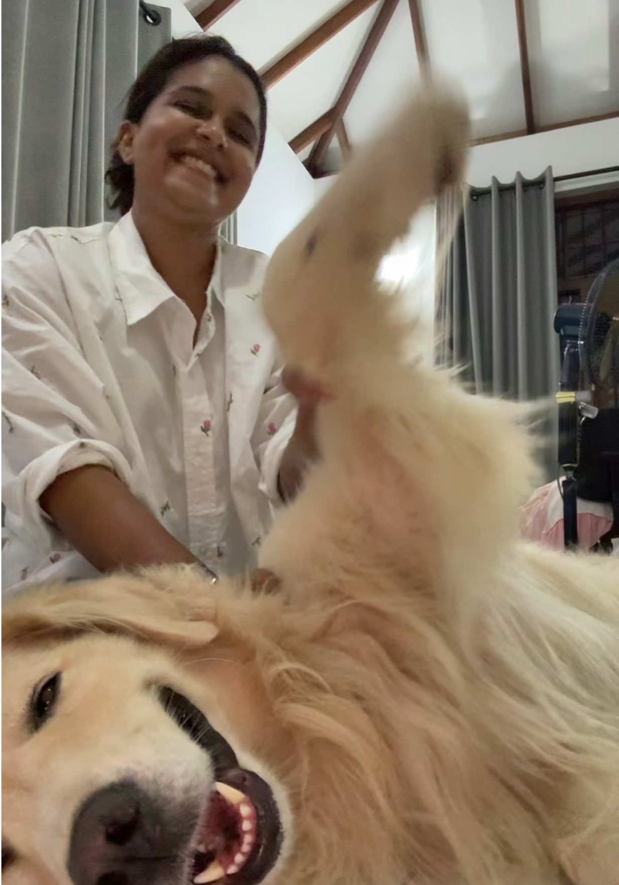 Late for the trend! 🐶 #goldenretrieversoftiktok #sonalithamarasa #dogtok #tiktoktainment 