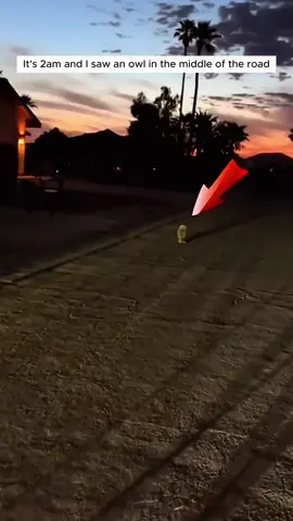 This woman found an owl in the middle of the road and brought it home #animals #rescueanimals #animalsoftiktok #animallover #owl 