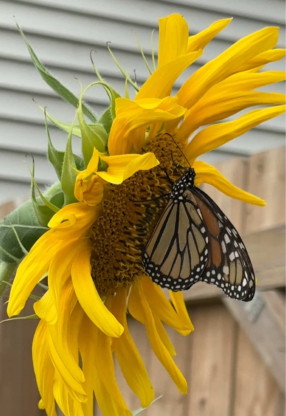 Wait till the end🥹 they’re loving my milkweed!!!🥰🐛🦋  #milkweed #monarch #monarchbutterfly #plantmilkweed #butterflies 