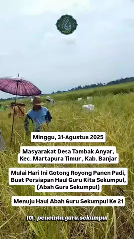 Masyarakat desa tambak anyar hari ini gotong royong melaksanakan panen padi buat persiapan haul guru kita sekumpul (Abah Guru Sekumpul Yang Ke 21) #haulabahgurusekumpul #abahgurusekumpul #tambakanyar #fyp #martapura 