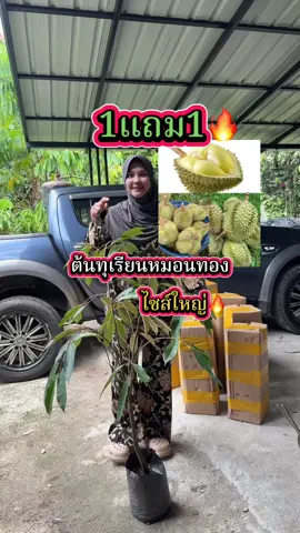 #ต้นทุเรียนหมอนทอง 