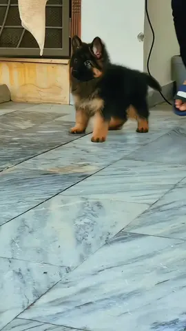 suggest a name for little cheekichap #germanshepherd 