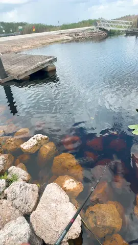 Skip was 🔥…fish must’ve been on vacation 💀🎣 I’m skipping that 3.5 inch glades toad. You can find that in my TikTok shop. #urbanfloridafishing #bassfishing #fishingvideos 