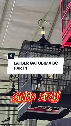 Alhamdullilah latberan hari ini burung masih mau nampil @G357store #muraibatuindonesia #muraibatunusantara #kicaumanianusantara #kicaumania #fypシ゚ #gantangtrend #fyppppppppppppppppppppppp #fyyyyyyyyyyyyyyyy #fyp #kicaumaniabandung #fypage #kacermaniaindonesia #kacermaniabandung 