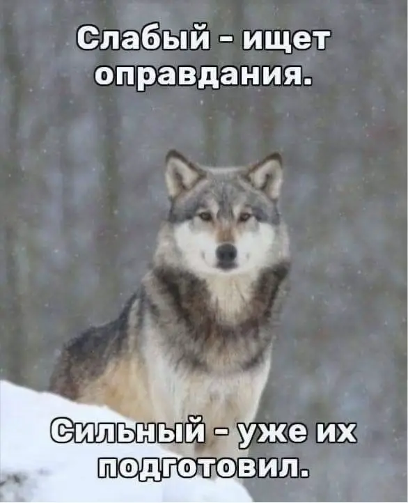 Ауфные цитаты | by @snatchr #fyp #wolf #fyppppppppppppppppppppppp #fypage #рекомендации 