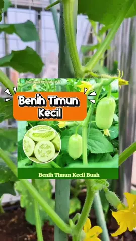 Timun Puteri ni manis gila, rangup, juicy Tanam senang, Buah lebat, jimat & puas hati. #benih #benihtimunputeri #timunmini #benihviral #menanamdirumah 