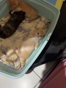#kitten #kittycat #fyp #catlover 
