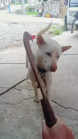 Try not to laugh when you watch 😂😂😂 #funny #dog #animals #funnyvideos #cat 