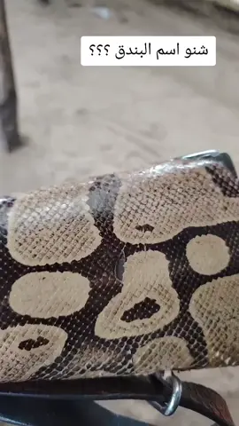 #كبابيش_العز❤️ 