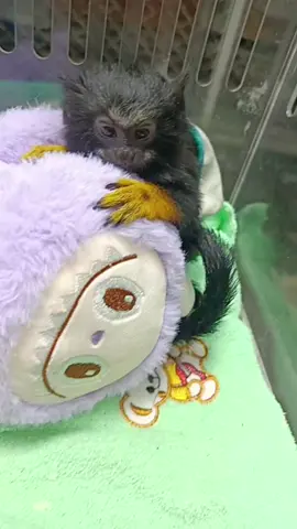 ตัวอะไรใครรู้บ้าง