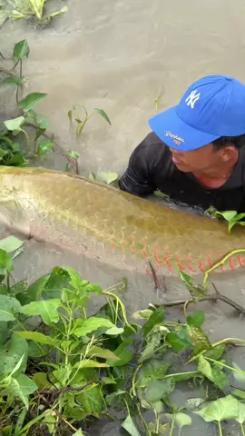 Amazing Fisherman Skills Hunting 65KG Massive Arapaima Fish