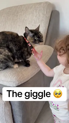 #toddlersoftiktok #catsoftiktok #babyfever #cutebaby #fyp