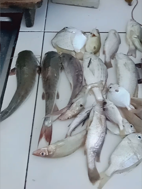 cukupla buat ole ole anak bujang