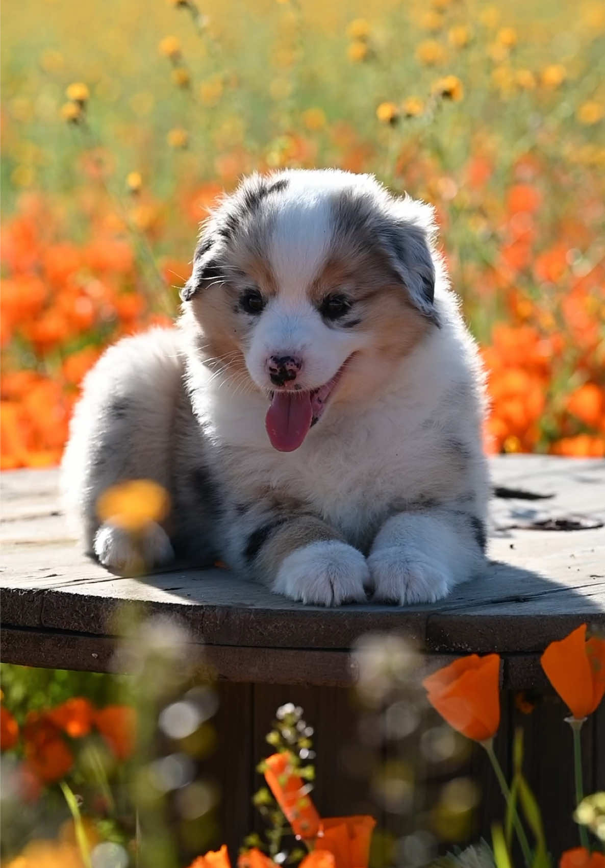 I just want the breed to have a healthy future. Last video credit by the talented @cv_media_ #miniaussie #australianshepherd #puppy #PetsOfTikTok #dogsoftiktok 