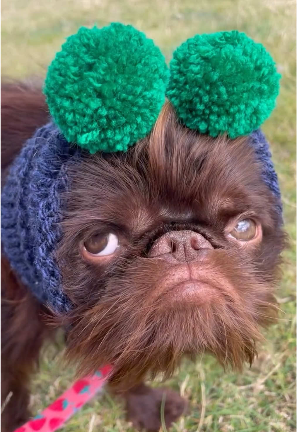 Did a vlog for a change! Had a lovely weekend at @northeastdogfestival where there was lots of activities for dogs to try out. Cute knitwear is from @DMT Dachshund Rescue 🐾 #puppylove #funnydog #dogsoftiktok #weirdlookingdog #cutedog 