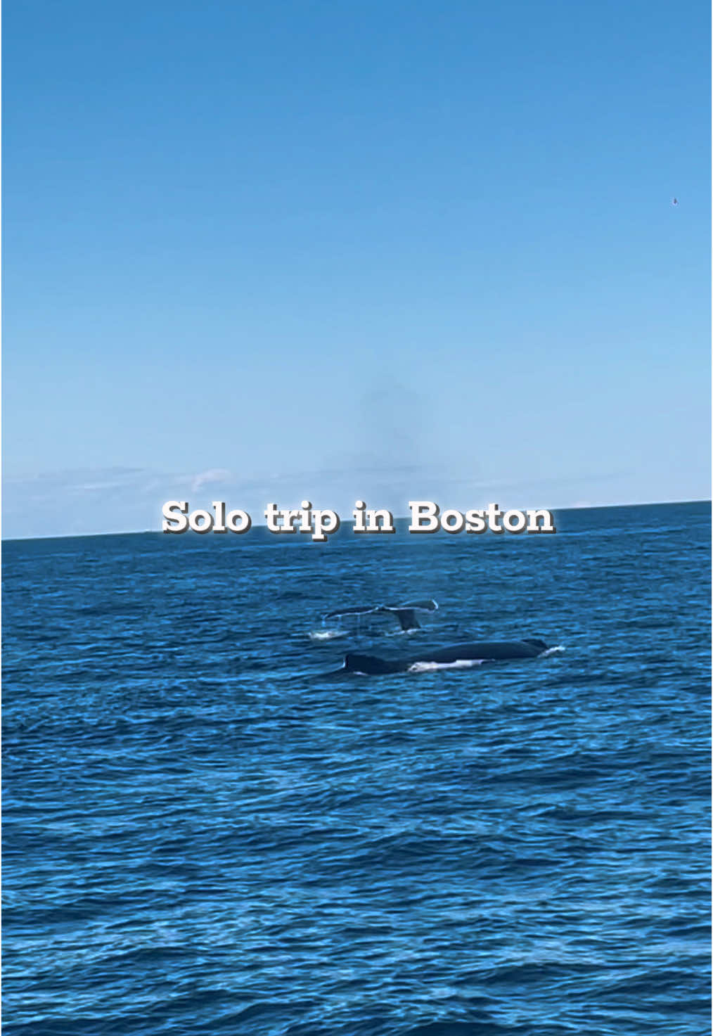 🐋 Baleines incroyables 🐋 🍰 Diner chez Ocean Prime 😍 🌸 Beacon Hill + Garden✨ 👉 Boston m’a régalé ! 🔥 Suis-moi pour encore + d’aventures voyage ✈️ #TravelTok #BostonTrip #WhaleWatching #VoyageUSA #FYPシ #Explore