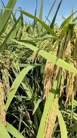 bingung, pupuk yg bagus buat padi ? ini lah solusinya 🥰🥰✨ #petaniindonesia🇮🇩🇮🇩🇮🇩🌿🌿 #petanimuda #pupukorganikcair #petanipadi #tanamanpadi 