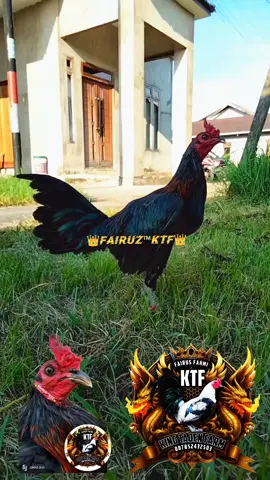 #usatornado🇺🇸 #ayamimportfilipin🇵🇭🐓🔥 #salamkakikiri🐓🐓 #pontianak #wa 087852432503 siap perang 🗡️ di jamin kucuk kucuk duduk 😅