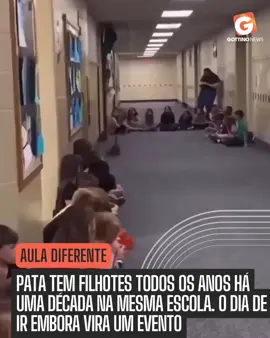 Um vídeo da pata Vanessa, conhecida por cuidar de filhotes há mais de dez anos, viralizou nas redes sociais nesta semana. Nas imagens, ela aparece conduzindo um grupo de patinhos em fila, como em uma verdadeira “escola”. A cena, registrada por moradores locais, emocionou internautas e ganhou milhares de compartilhamentos. O jeito organizado e paciente da pata chamou atenção e rendeu comentários carinhosos.
