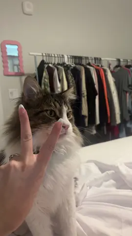 this trend but with my very sweet boy cat #Love #cat #kitty #trending #foryou 