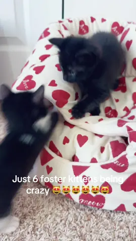 #cutekitten #fyp #fosterkittens  @Beaver County Humane Society 