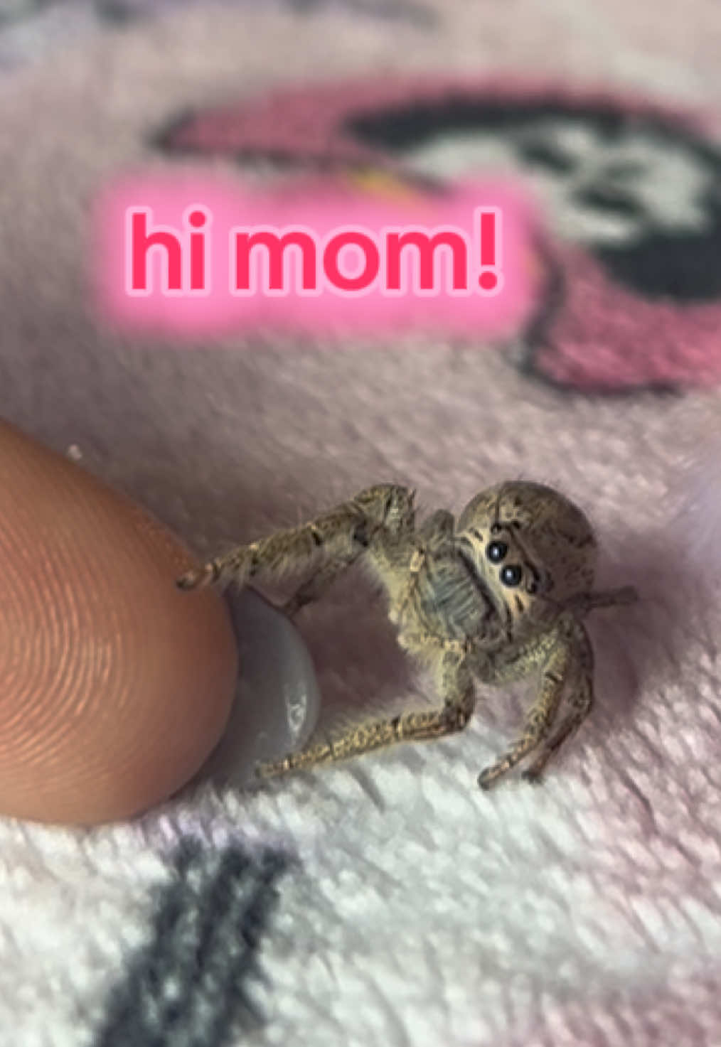 she’s so aware of her surroundings 🥺 #jumpingspider #jumpingspiderspet #spiderpet #jumpingspideroftiktok #hylluswalckenaeri 