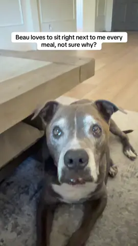 Beau, I just love this guy. #goodboy #dogs #pitlove 