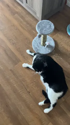 How to actually get your CATS TO USE THEIR TOYS !!! (Secret) #fyp #fyppppppppppppppppppppppp #foryou #foryoupage #viraltiktok #catsoftiktok #kittycat #nature 