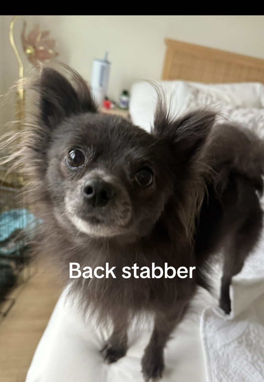 You never know who is secretly plotting on your downfall #fake #pomeranian #spotstealer #blackpomeranian #funnydog 