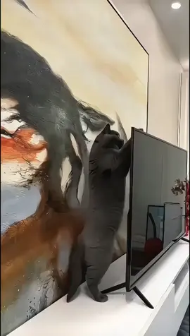 #tiktokusa #creatorsearchinsights #PetsOfTikTok #tiktokusa #pets 