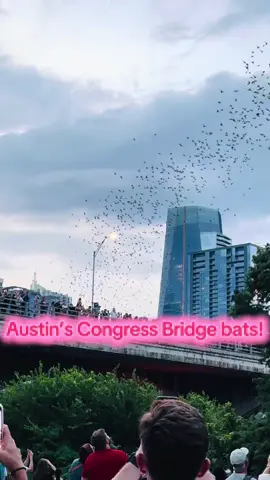 The largest urban bat colony (~1.5 million) in the world is right here In Austin! Mainly made up of mothers and their pups! around August the pups are ready to fly and join their mothers to eat the bugs. Around November when Austin starts getting colder, they fly to Central and South America to restart the cycle. Around 100,000 estimated bats stick around for many different reasons year round though. 