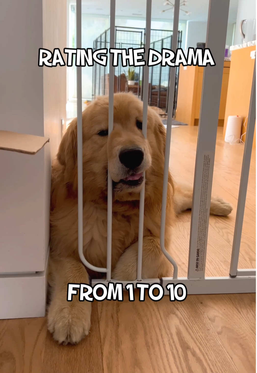 Chester vs. the baby gate. He loves a good chin perch. And a bit of drama. 😂 #dogsoftiktok #goldenretriever 