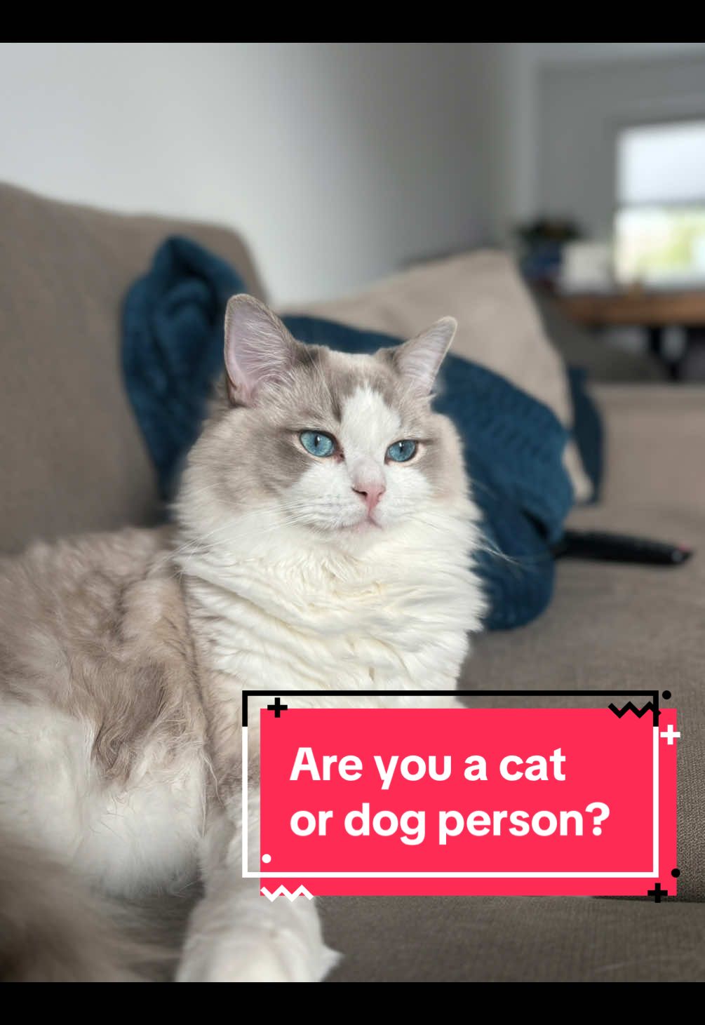There’s no way to explain this feeling… 🐾 Bob is my little shadow and my daily dose of calm. 😻 Cat parents, do you feel the same with your kitty? Tell me in the comments! #catsoftiktok #ragdollcat #catlover #catlovemycatmybestfriend #fyp 