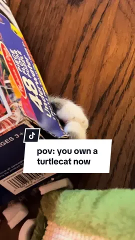 flipped the box. she’s a turtle now. we support her journey 🐢🐱 #ziggydoesstuff #kittensoftiktok #catbox #catpaws #catbehavior 