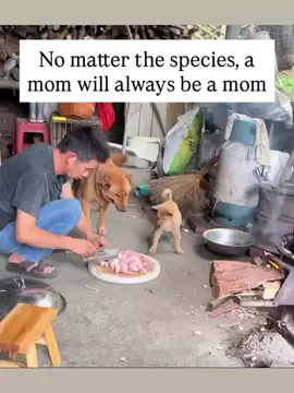 #martinpawstv #pups #puppylove #fypdogs #dogsoftiktok 