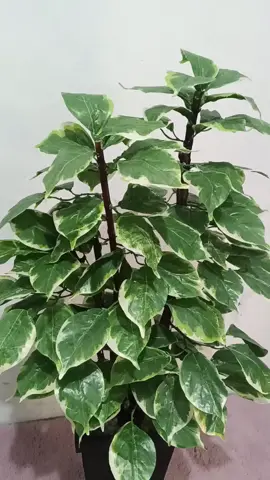 pohon tanaman sunfu artificial#dekorasirumah #artificialintelligence 
