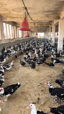 #🦢🦢🦢🦢🦢🦢🦤🦤🦤🦤🦤 #🦢🦢🦢🦢🦢🦢🦤🦤🦤🦤🦤 