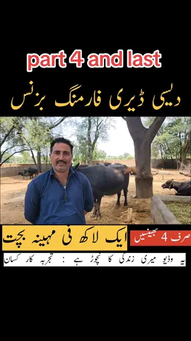 ڈیری فارمنگ بزنس ، 4 یا 5 بھینسوں سے آپ ایک لاکھ تک مہینہ کما سکتے ہیں انتہائی تجربہ کار کسان اقبال باجوہ کا انتہائی معلوماتی انٹرویو  Dairy farming business in Pakistan #dairy #farming #business #Hum_kissan_hamara_pakistan 