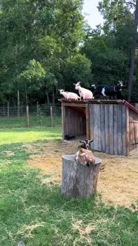 DIY Goat Shelter 